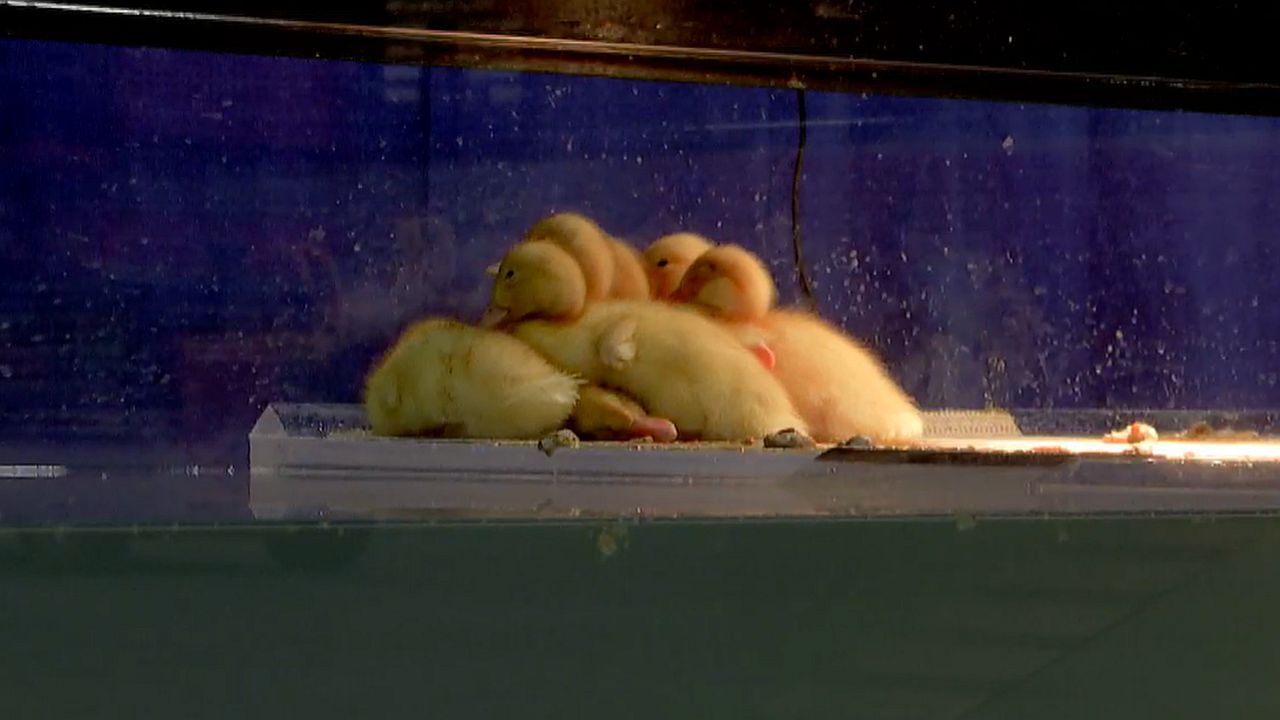 Pennsylvania Farm Show duckling cam